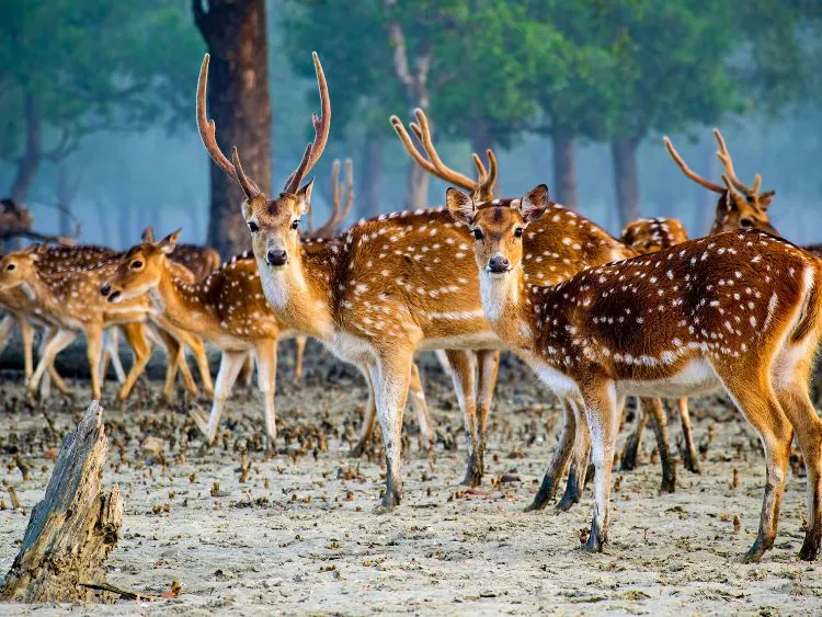 Hiron Point (Nilkomol)