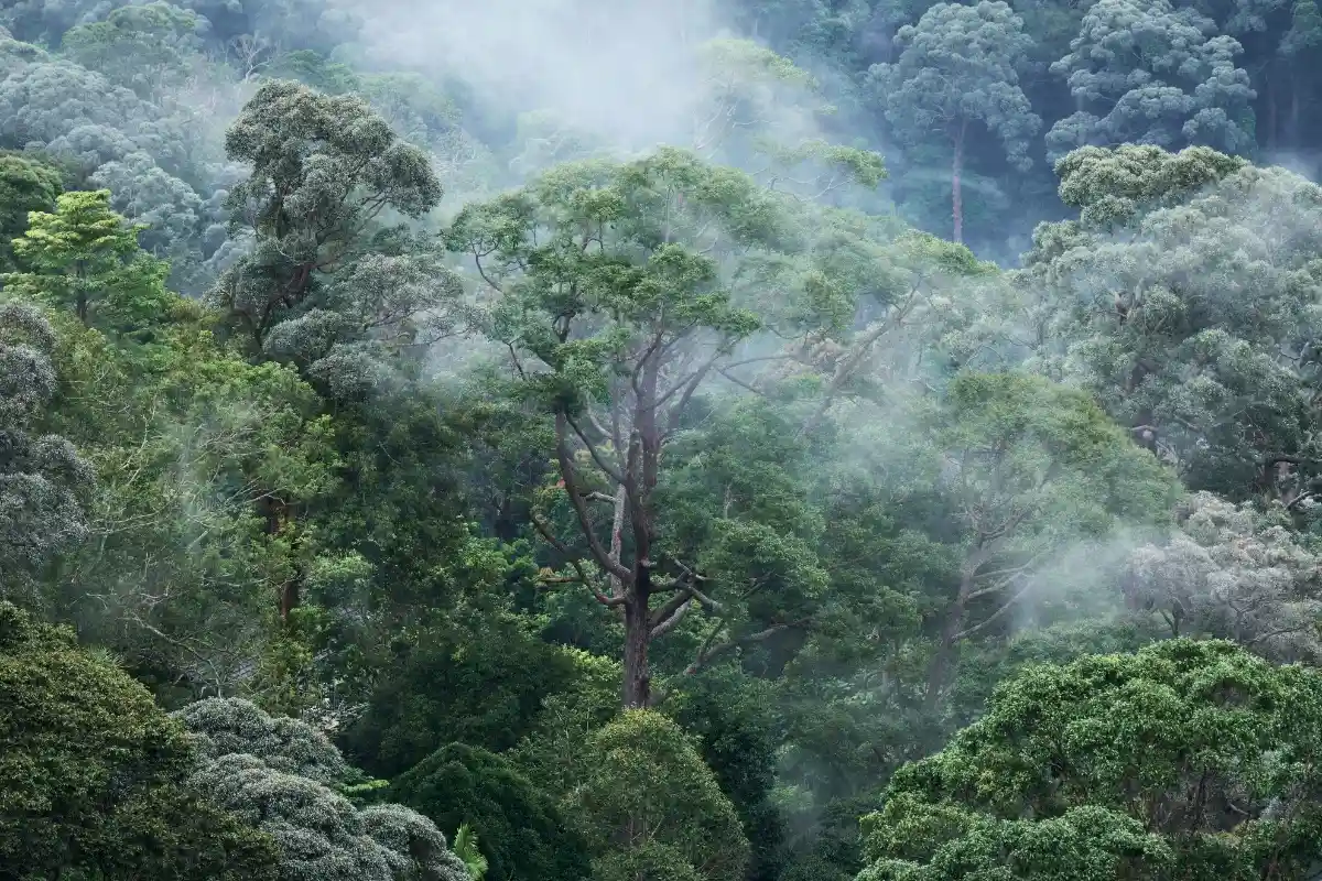 Penang National Park