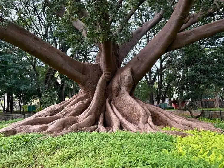 Guided Private Full-Day Bangalore City Tour