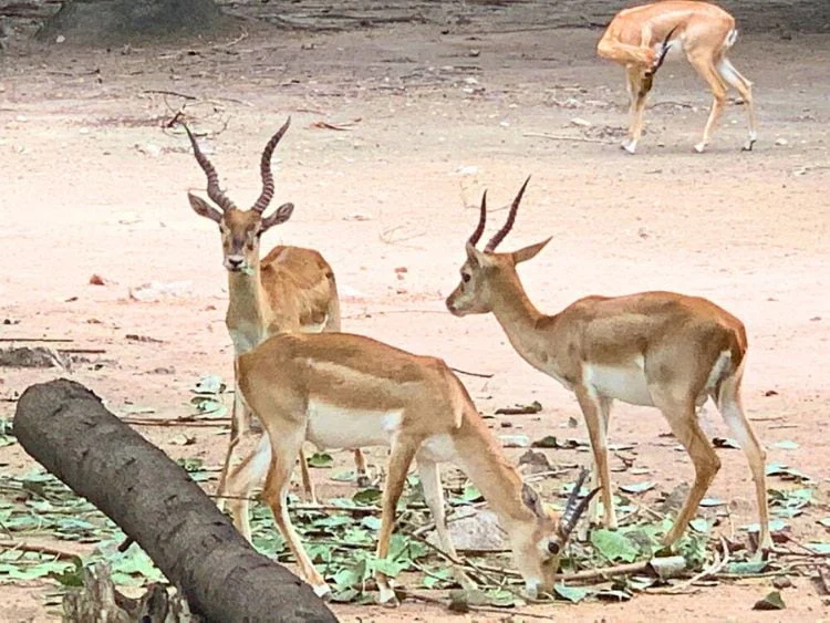 Full-Day Private Hyderabad City Tour Top Highlights