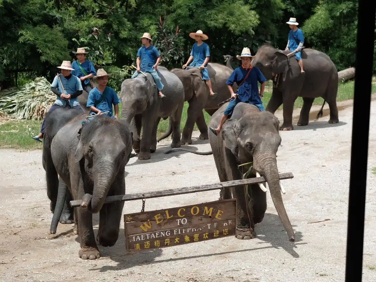 Amazing Mae Rim Tour with Elephant Ride Private Transfer Personal Guide