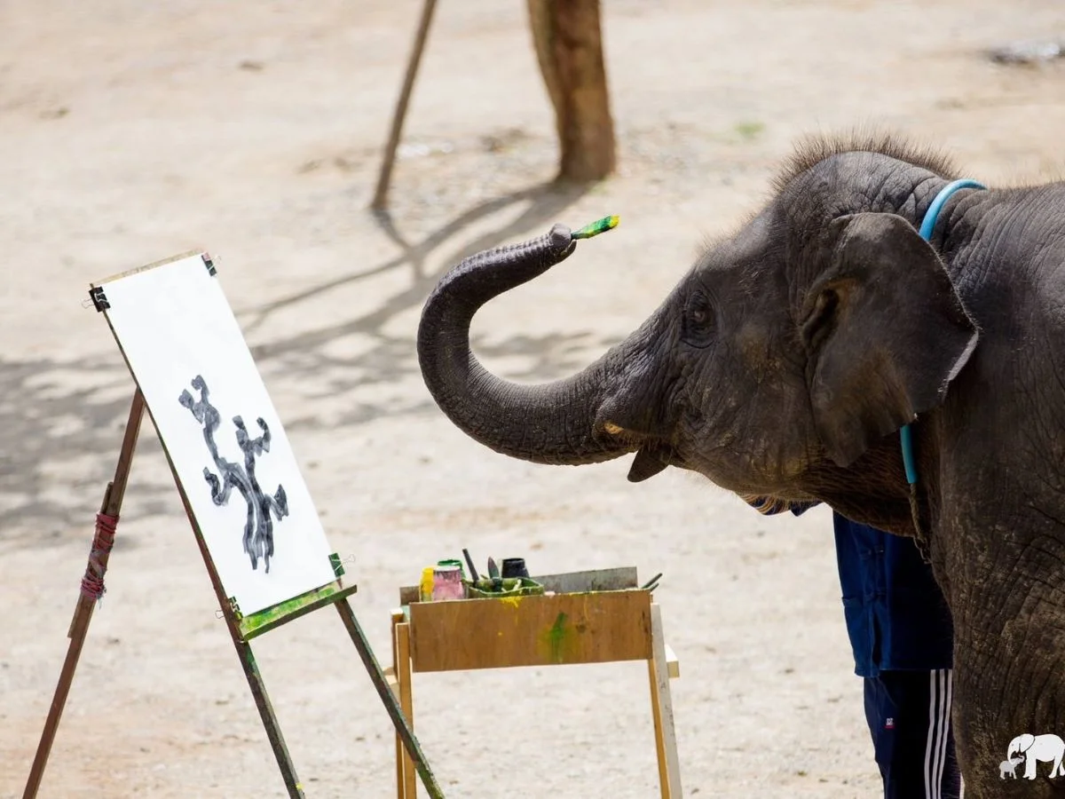 Amazing Mae Rim Tour with Elephant Ride Private Transfer Personal Guide