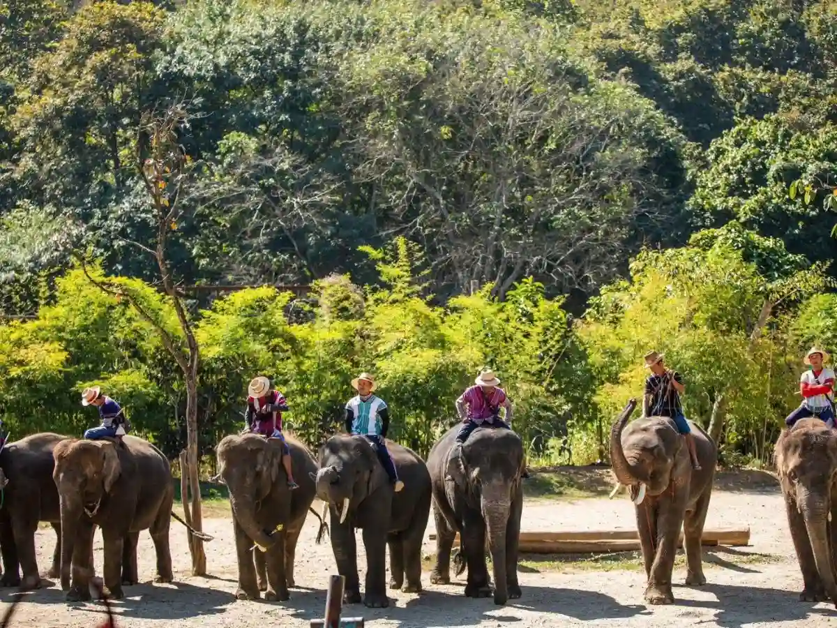Amazing Mae Rim Tour with Elephant Ride Private Transfer Personal Guide