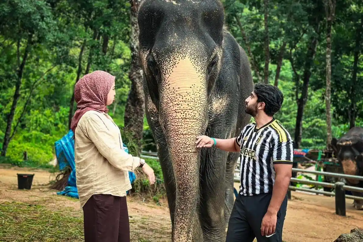 Half-Day Phuket Elephant Care Sanctuary Tour Experience of a Lifetime