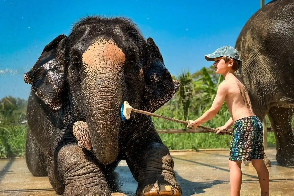 Half-Day Phuket Elephant Care Sanctuary Tour Experience of a Lifetime