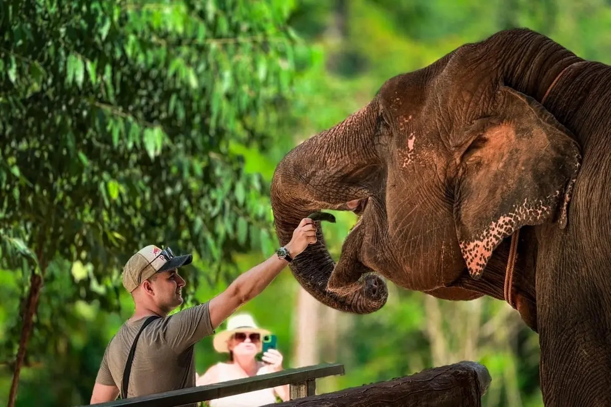 Half-Day Phuket Elephant Care Sanctuary Tour Experience of a Lifetime
