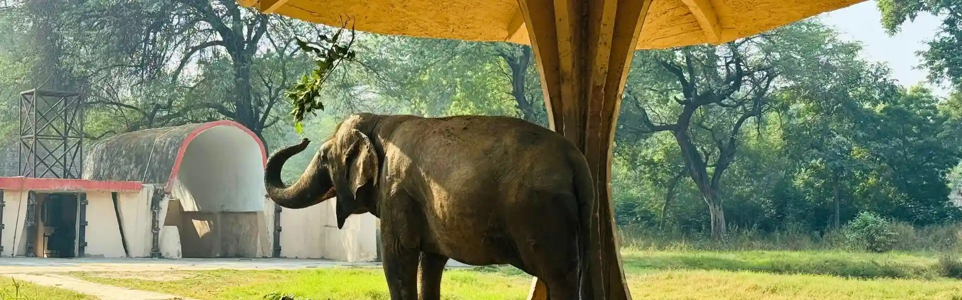 Ethical Elephant Sanctuary