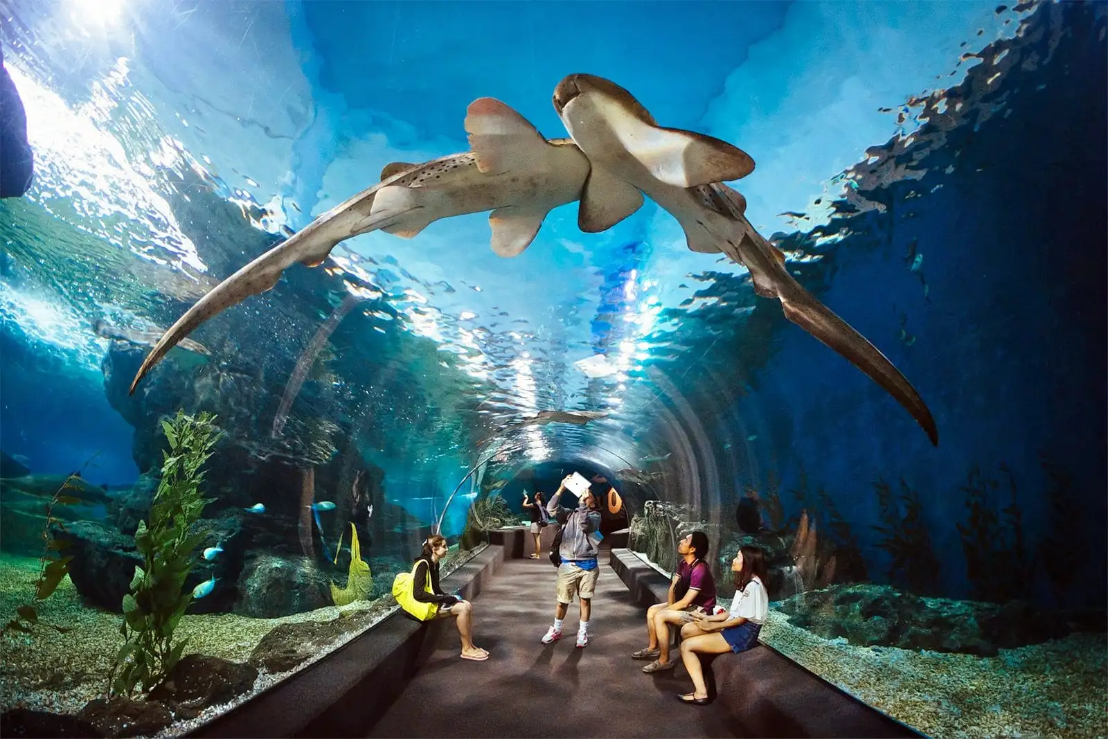 Sea Life Bangkok Ocean World Ticket