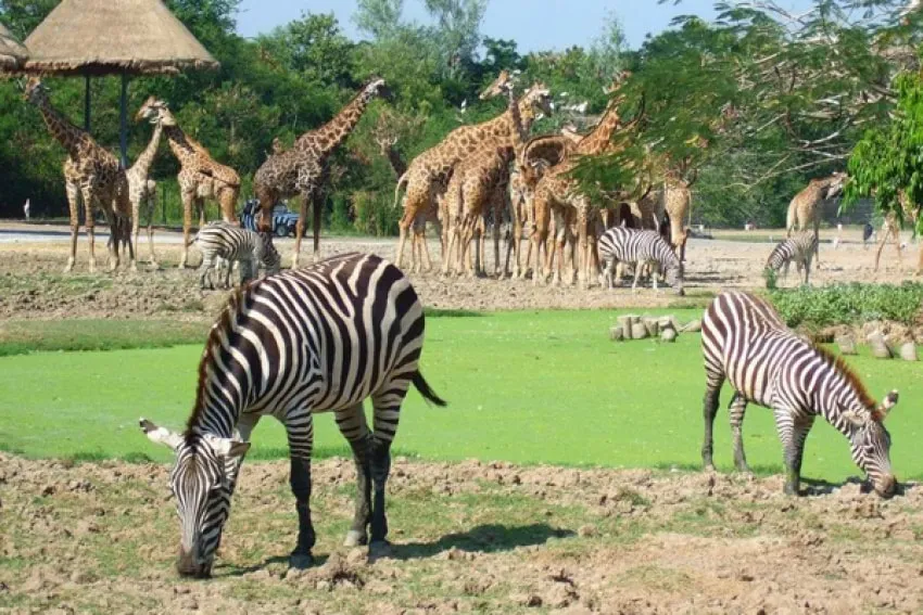 Bangkok Safari and Marine Park Ticket with Buffet Lunch Buy Online Now