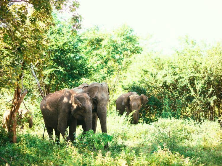 Scenic Kinabatangan Wildlife River Cruise Tour from Sandakan