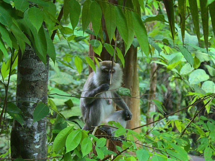 Scenic Kinabatangan Wildlife River Cruise Tour from Sandakan