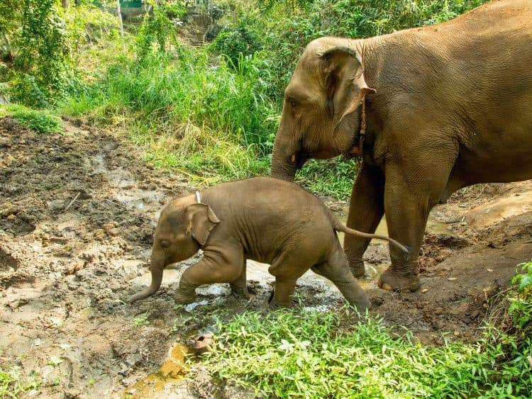 Private 2-Day Sandakan Wildlife Escape Tour with Cruise