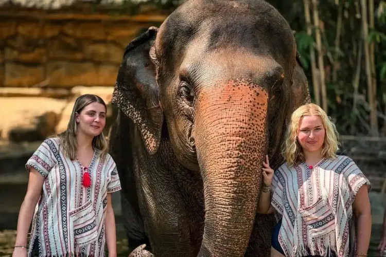 Half-Day Phuket Elephant Care Sanctuary Tour Experience for Unforgettable Joy