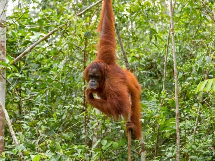 Amazing Private Bukit Lawang Trekking Tour from Medan