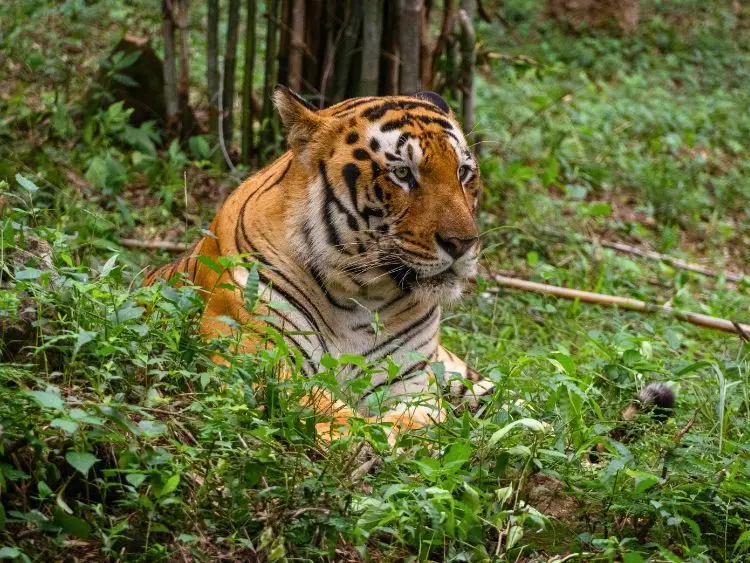 Khulna