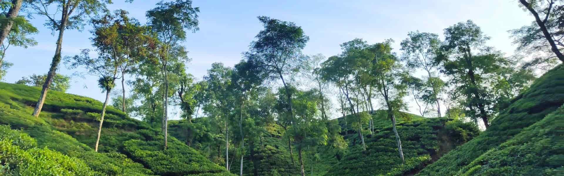 Top Srimangal Tours, Activities & Tickets in 2026