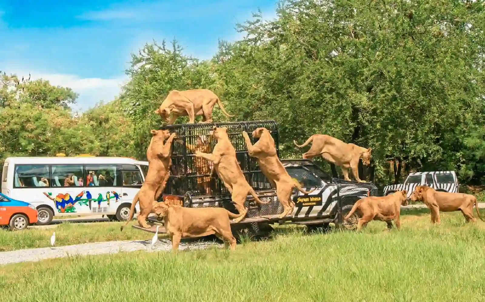 Bangkok Safari and Marine Park Ticket with Buffet Lunch Buy Online Now